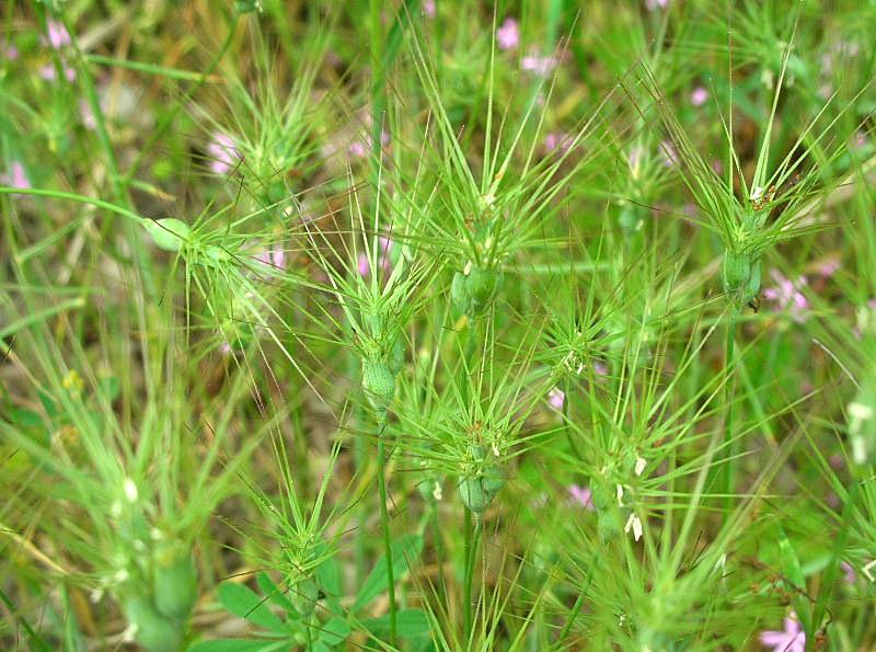 Triticum ovatum (=Aegilops geniculata) / Grano delle formiche